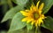 Sunflower stilllife plant yellow flower