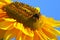 Sunflower - Stock Photos