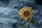 Sunflower and stormy sky