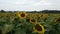 Sunflower in the summer on the endless field, turned his hat toward the sun.