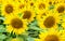 Sunflower summer field natural background