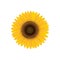 Sunflower. Summer flower isolated.