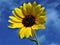 Sunflower in The Summer Sky