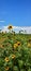 Sunflower Summertime Colorado backroads