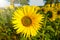 Sunflower in sun on a field