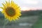 Sunflower and the sun. Single yellow flower in the field at sunset sunrise background. Floral nature for inspirational inspiration