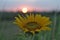 Sunflower and the sun. Single yellow flower in the field at sunset sunrise background. Floral nature for inspirational inspiration