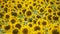 Sunflower. Sunflower field. Beautiful footage of sunflowers field. Close footage of sunflowers field. Blooming
