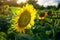 Sunflower. Sunflower field. Plantation blooming sunflowers at sunset. Organic farming