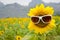 Sunflower and sunglasses