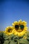 Sunflower sunglasses