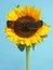 Sunflower with sunglasses