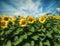 Sunflower sunny field with blue cloudy sky on background with pixel sorting glitch effect.