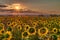 Sunflower sunrise