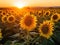 Sunflower sunset in harmonic melody