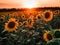 Sunflower sunset in harmonic melody