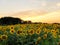 Sunflower in the sunset sky