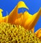 Sunflower suryamukhi square snap