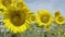 Sunflower swaying in the wind. Close-up beautiful sunflowers with stingless bees against cloudy blue sky.