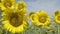 Sunflower swaying in the wind. Close-up beautiful sunflowers with stingless bees against cloudy blue sky.