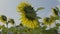 Sunflower swaying in the wind. Close-up beautiful sunflowers with stingless bees against cloudy blue sky.