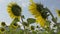 Sunflower swaying in the wind. Close-up beautiful sunflowers with stingless bees against cloudy blue sky.