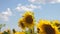 A sunflower sways in the wind. Beautiful fields with sunflowers in the summer. Crop of crops ripening in the field. A