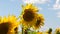 A sunflower sways in the wind. Beautiful fields with sunflowers in the summer. Crop of crops ripening in the field. A