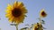Sunflower swinging in the wind. Yellow sunflowers. Flowers with seeds. . Field of yellow sunflowers