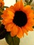 The sunflower symbol of cheerfulness brightness and liveliness