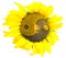 Sunflower with the symbol of yin-yang