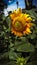 Sunflower Symphony Captivating Landscape of Blooming Beauty