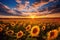 Sunflower Symphony: vibrant panorama of sunflower fields stretching as far as the eye can see