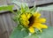 Sunflower with thin petal emerging from bud