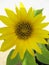 Sunflower tree flower. Helianthus annuus