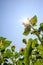 Sunflower tree in garden