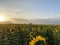 Sunflower tree is ready to bloom with natural sunglight in sunflower farming field