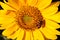 Sunflower; turnsole; helianthus; heliotrope