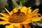 Sunflower; turnsole; helianthus; heliotrope