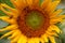 Sunflower; turnsole; helianthus; heliotrope;