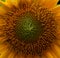 Sunflower; turnsole; helianthus; heliotrope;