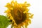 Sunflower and two bees gathering nectar, closeup