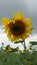 Sunflower under a rain cloud