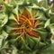 Sunflower unfurling into bloom