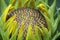 Sunflower unfurling open