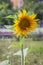 Sunflower in the urban environment