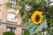 Sunflower in an urban garden