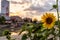 A sunflower from a urban garden during a summer sunset at the Danube canal in Vienna