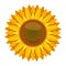 sunflower vector pictures