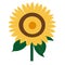 sunflower vector design